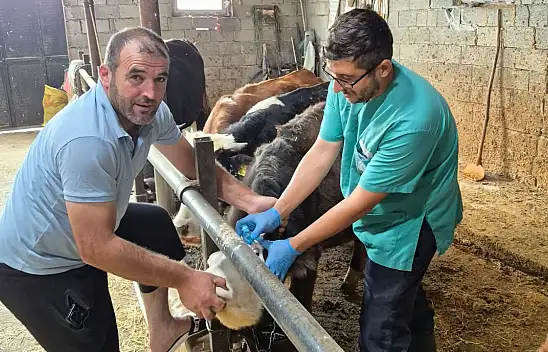 Beyşehir'de şap ve brusella mücadelesi: Ekipler işletmeleri tek tek geziyor!