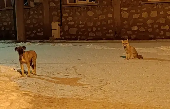 Doğada rakip, çarşıda dost! Konya'da tilki ile köpeğin ilginç arkadaşlığı