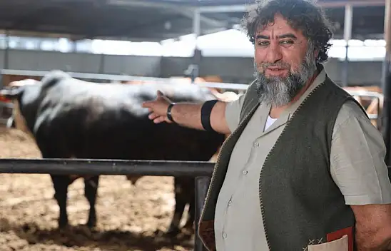 Fiyatı lüks otomobillerle yarışıyor! 1 tonluk dev boğa rekor fiyata satıldı!