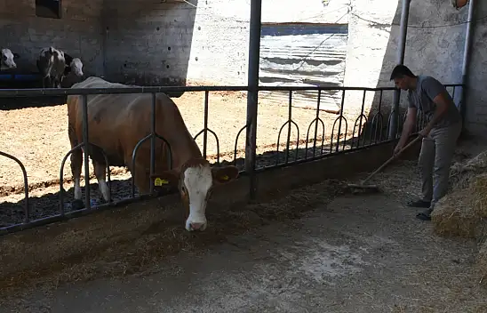 Geleceği memleketinde gördü: Konyalı genç bakanlık desteğiyle hayvancılıkta vites yükseltti