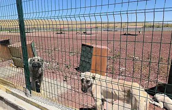 Konya Büyükşehir vatandaşları uyardı: Sahiplendirme dolandırıcılığına dikkat!