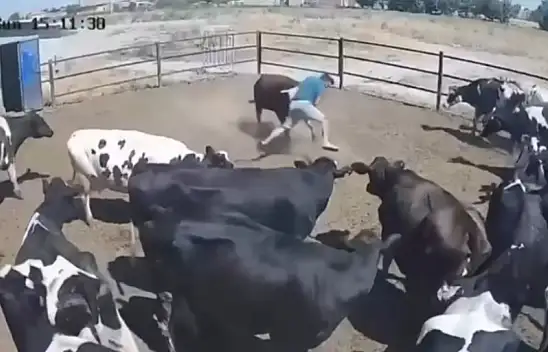 Konya'da boğanın saldırdığı besici ölümden döndü! O anlar kamerada
