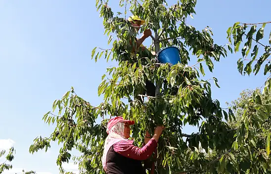 Konya'da eylülde kiraz hasadı! Hadim'in kirazı dünyaya açılıyor