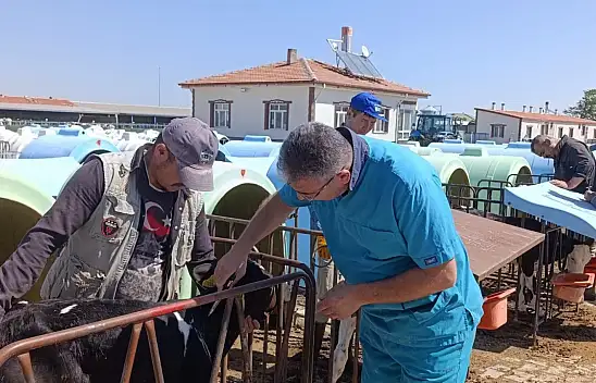 Konya'da hayvan sağlığı için sıkı takip! Tüberküloz taramaları sürüyor