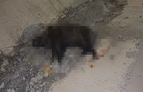 Konya'da korkunç kaza! Yola fırlayan domuz, ölümü getirdi