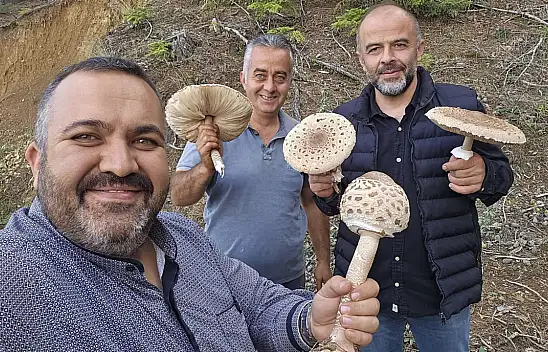 Konya'da mantar bereketi: Dev mantarları motorlu testereyle kesti!