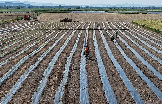 Konya'da örnek proje! 40 bin fide toprakla buluştu