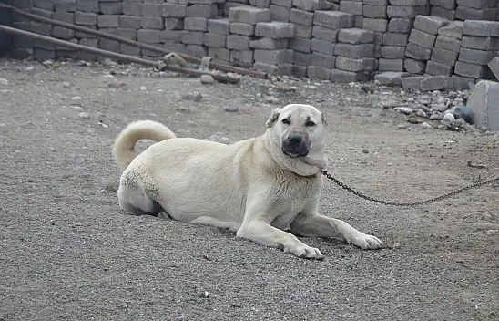 Konya'da sahipli köpek vatandaşa saldırdı! Bedeli ağır oldu...