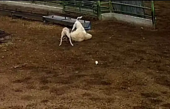 Konya'da sokak köpekleri ağıla daldı! Dehşet veren anlar kamerada...