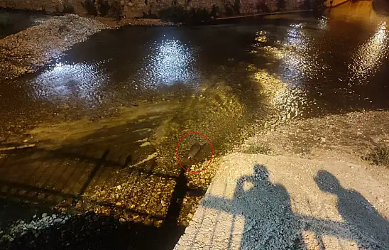 Konya'da su samuru görüldü
