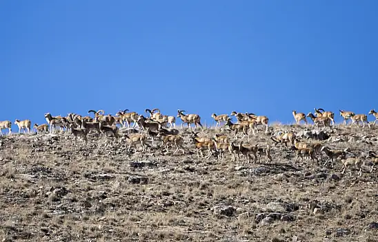 Konya'da yok olmaktan kurtarıldılar: Sayıları 770'i buldu!