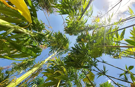 Konya dahil 21 ilde kenevir üretimi yapılabilecek