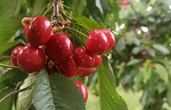 Konya'nın kırmızı altınını geçen yıl don vurmuştu, bu yıl 30 bin ton bekleniyor!