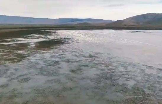 Konya'nın kuş cennetinde mucize! Uzun zaman sonra yeniden...