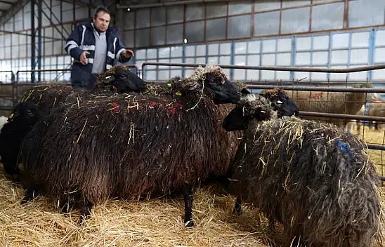 Sadece 5 tane kalmıştı! Torosların 'Gizi' geri dönüyor: 'Babalık Testi' bile yapılıyor!