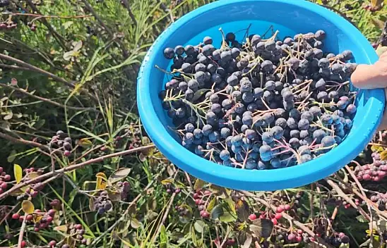 Şifa deposu ürün Konya'da yetişiyor, ülkeye yayılıyor!