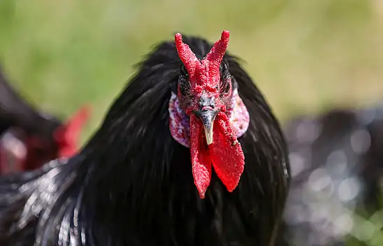 Sinop'un efsanesi Konya'da koruma altında! Güneşte renk değiştiriyor