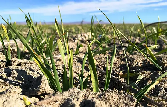 Tahıl ambarında su stresi kapıda! Konya Ovası kar yağışına muhtaç!