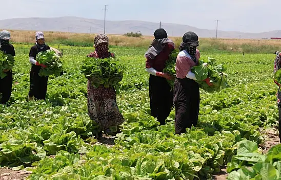 Tarlada 5, markette 50 lira! Konyalı üretici feryat etti...