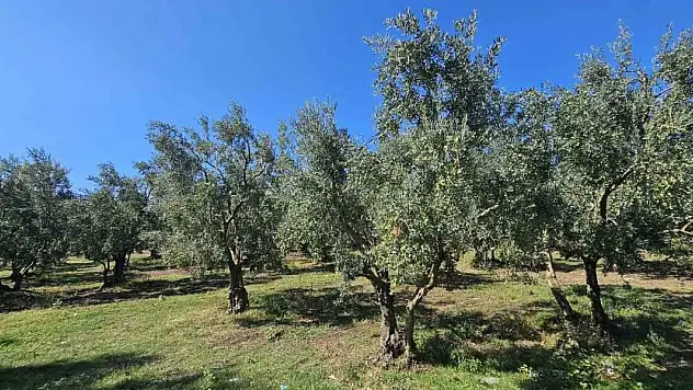 1 kilogram zeytinin maliyeti hesaplandı