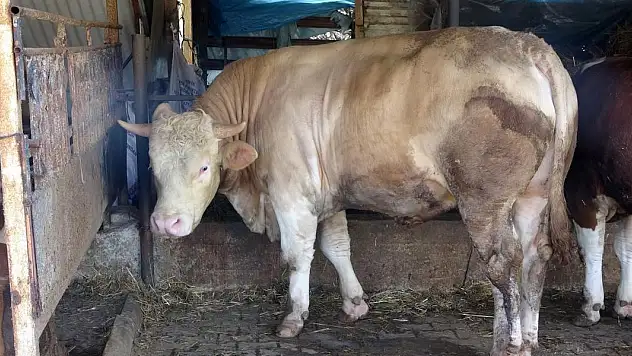 1 ton 100 kiloluk Tosun Paşa 265 bin TL'ye satıldı!