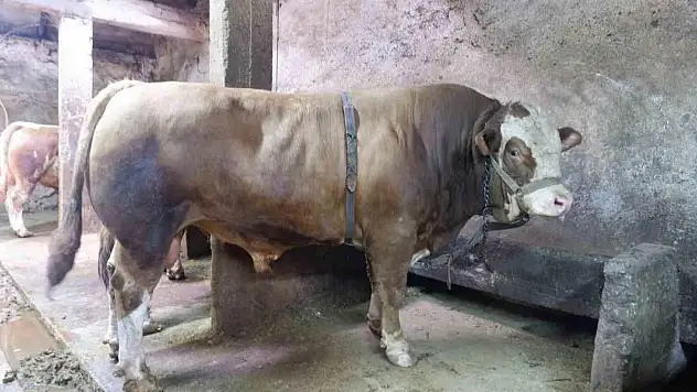 1 ton 200 kiloluk tosun 400 bin liraya satıldı