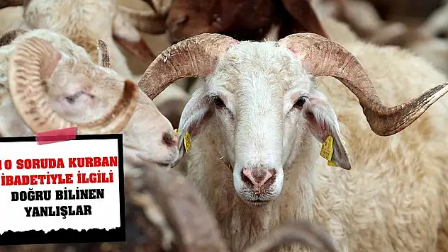 10 soruda kurban ibadetiyle ilgili doğru bilinen yanlışlar