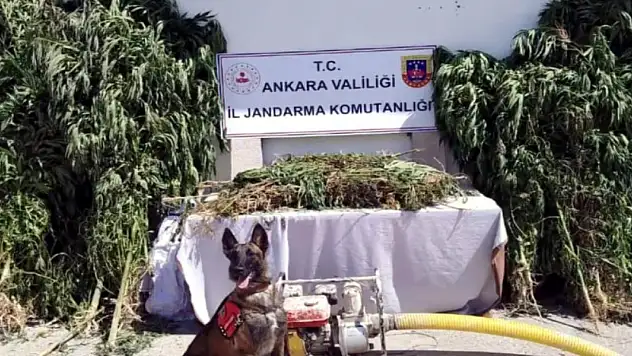 12 ilde Narkoçelik-26 operasyonu: 57 gözaltı