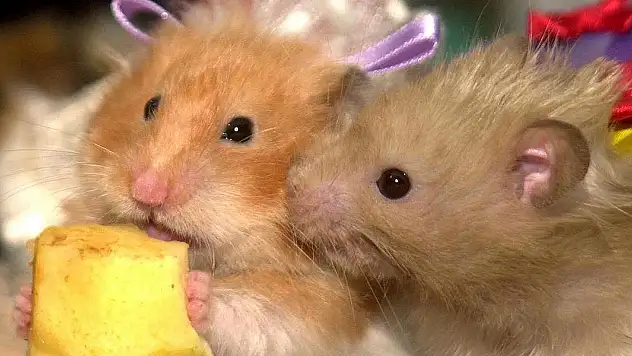 132 hamsterın kaçtığı uçak dört gün boyunca havalanamadı