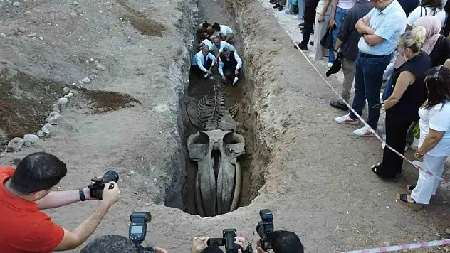 16 Metrelik Fin Balinasını Üniversite Bahçesine Gömmüşler!