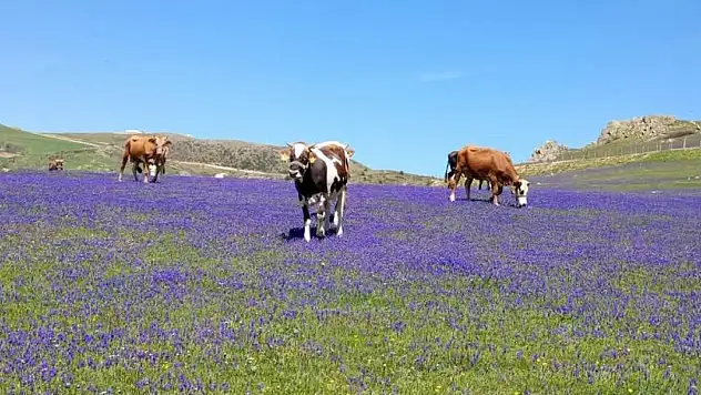 2 bin rakımlı yayla, dağ sümbülleriyle renklendi