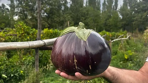 2 kilo 200 gramlık patlıcan görenleri şaşırttı