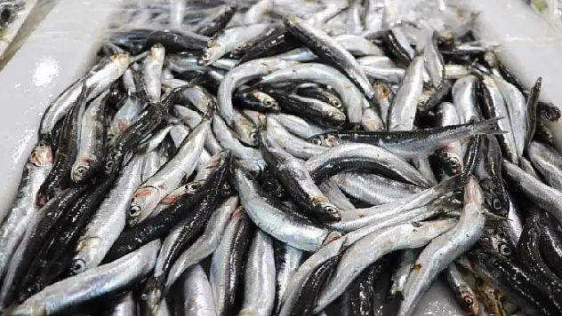 20 ülkeye yapılan hamsi ihracatıyla 9 milyon dolar gelir sağlandı