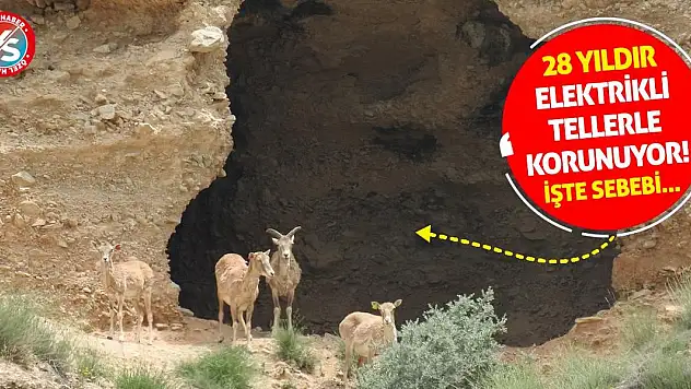 28 Yıldır Elektrikli Tellerle Korunuyor! İşte Sebebi...