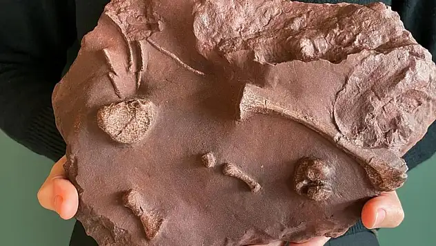 280 milyon yıllık fosil türünün en eski örneği bulundu