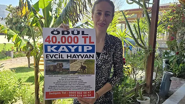 3 aydır kayıp olan köpeği Çilek'i bulana 40 bin lira ödül verecek