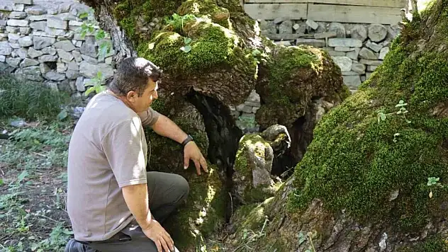 300 yıllık dut ağacında dikkat çeken detay