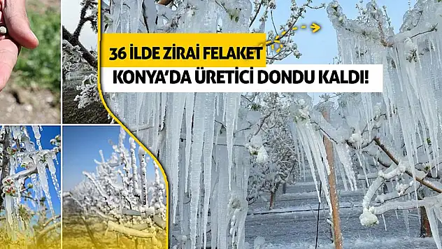 36 İlde Zirai Felaket! Konya'da Üretici Dondu Kaldı