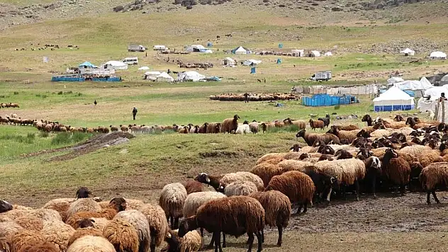 371 yaylaya yerleşen göçer aileler yazı çadırlarda geçiriyor