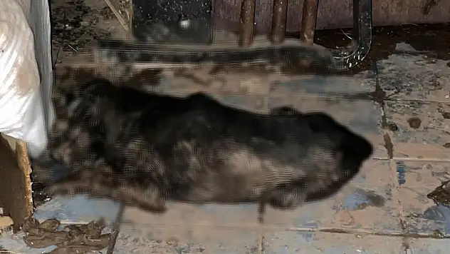 5'i yavru 6 köpek ile 1 kedi zehirlenmiş halde bulundu