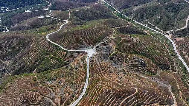 6 yıl önce yanan ormanlık alana dikilen fidanlar 2 metreye ulaştı
