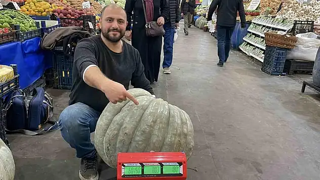 60 kiloluk bal kabağı el arabasıyla taşınıyor
