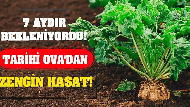 7 Aydır Bekleniyordu! Tarihi Ova'dan Zengin Hasat!