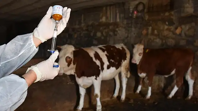 8,5 milyon doz şap aşısını sahalara gönderildi!