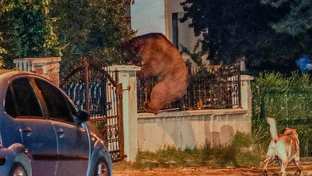 Aç kalan ayı başkentte şehre indi
