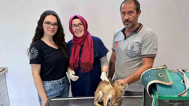 Aç ve bitkin halde bulunmuştu, doğaya salınacak!