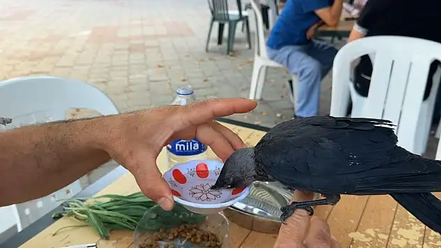 Aç ve susuz kalan yavru kargayı elleriyle besledi