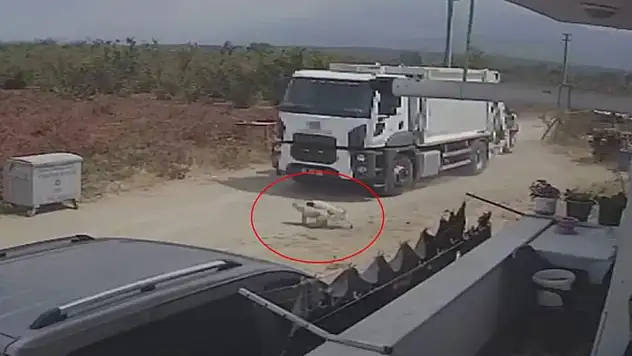 Acımasızlık Son Noktada: Ezilen Köpekler Çöpe Gitti!