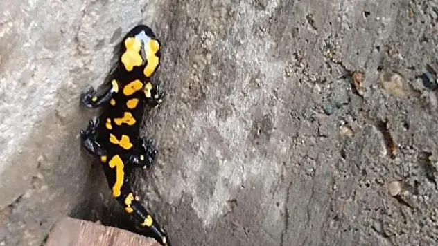 Adıyaman'da sarı benekli semender görüldü