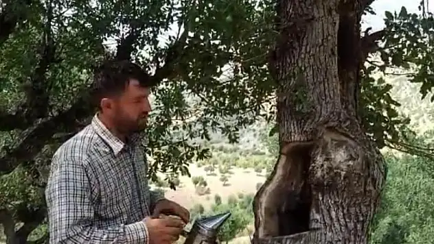 Ağaç kavuklarından çıkarıyor, servet kazanıyor kilosu 8 bin lira ediyor